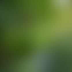 How to Grow and Maintain a Healthy Lime Tree in Perth