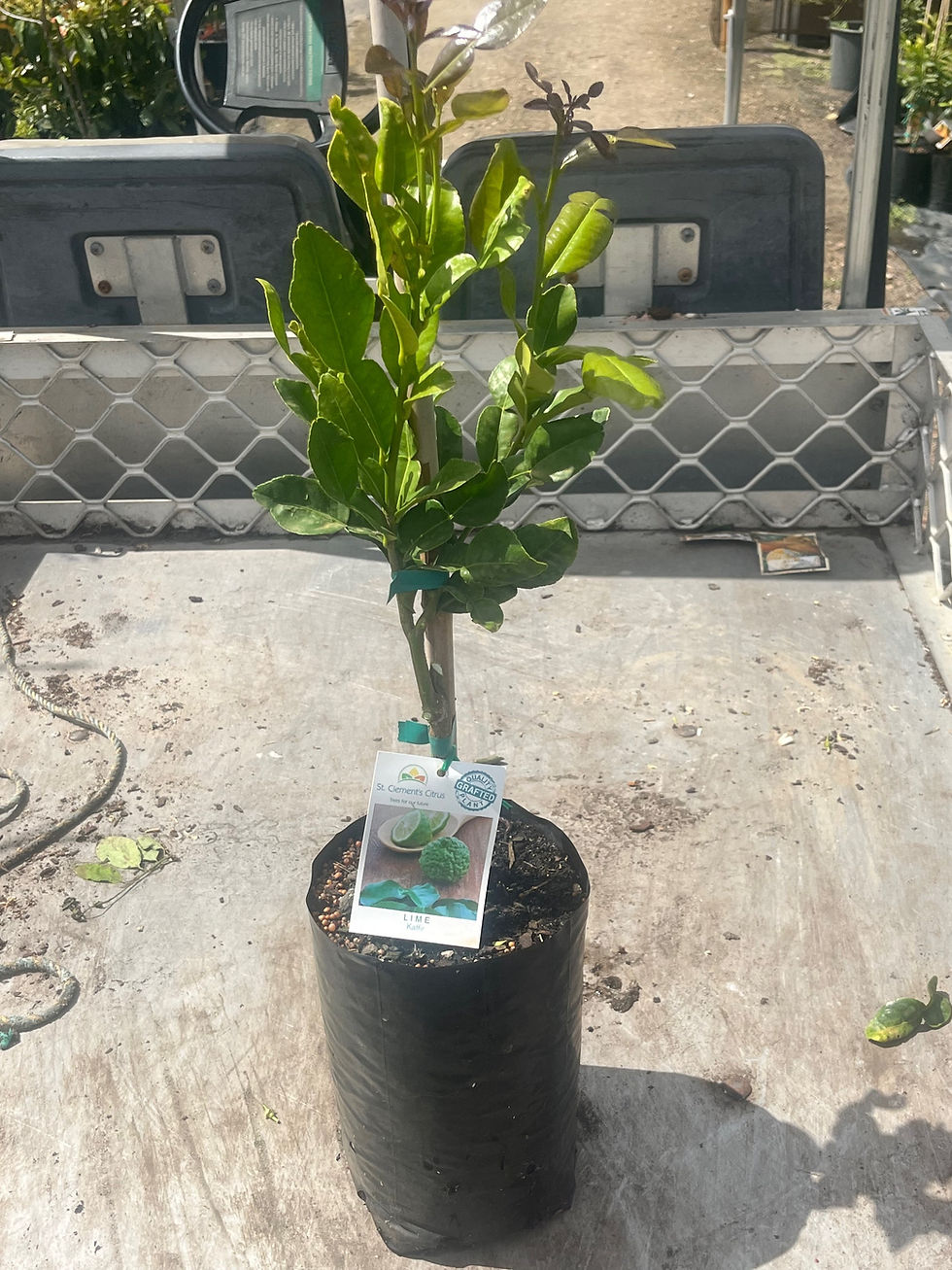 Thumbnail: Kaffir Lime Dwarf