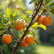 Growing a Mandarin Tree in Your Perth Garden: Tips for Success