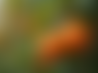 Cheap Citrus Trees in Perth Featuring Blood Orange and Star Ruby Grapefruit