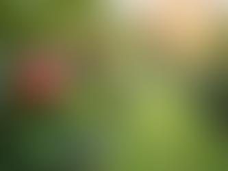 Growing Apple Trees in Perth Tips for Success and Care