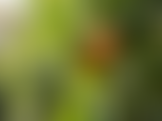 The Best Tips for Growing a Jujube Tree in Perth Climate