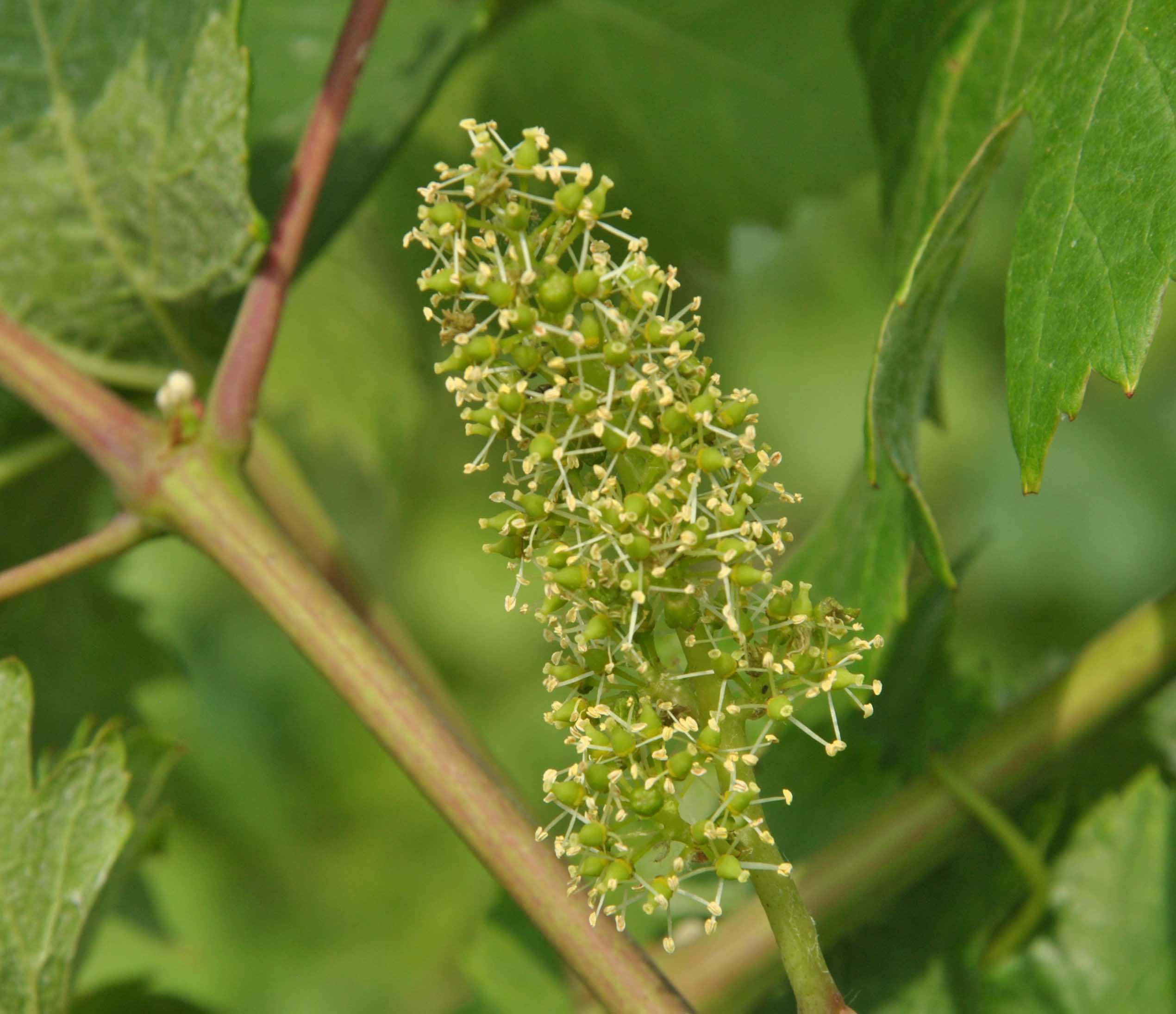 Floraison