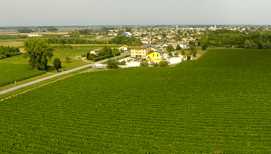 Reguta vineyard.png