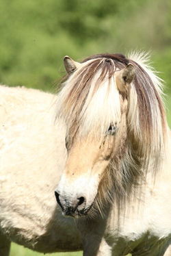 Regilio (Gieltje)
