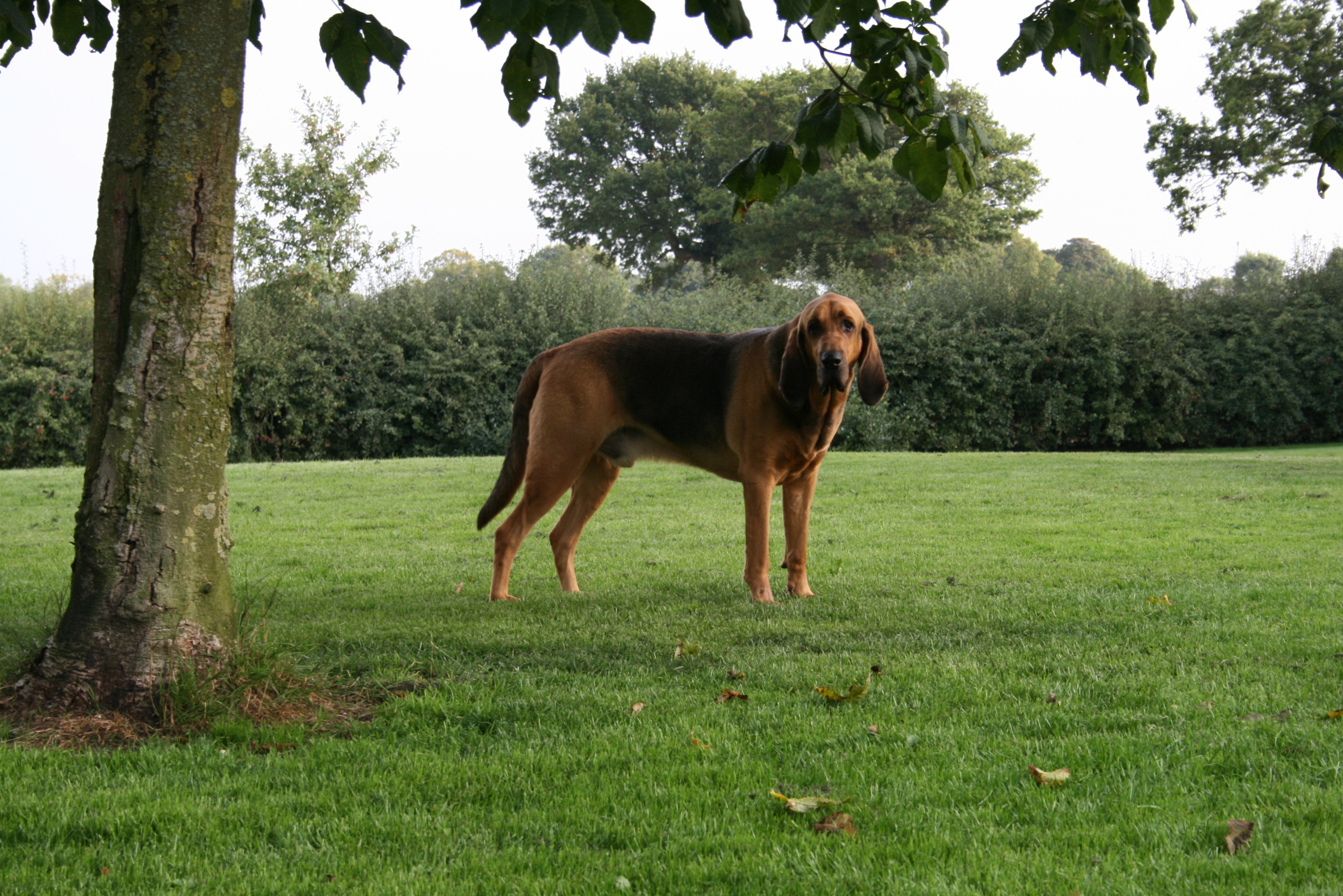 Max
