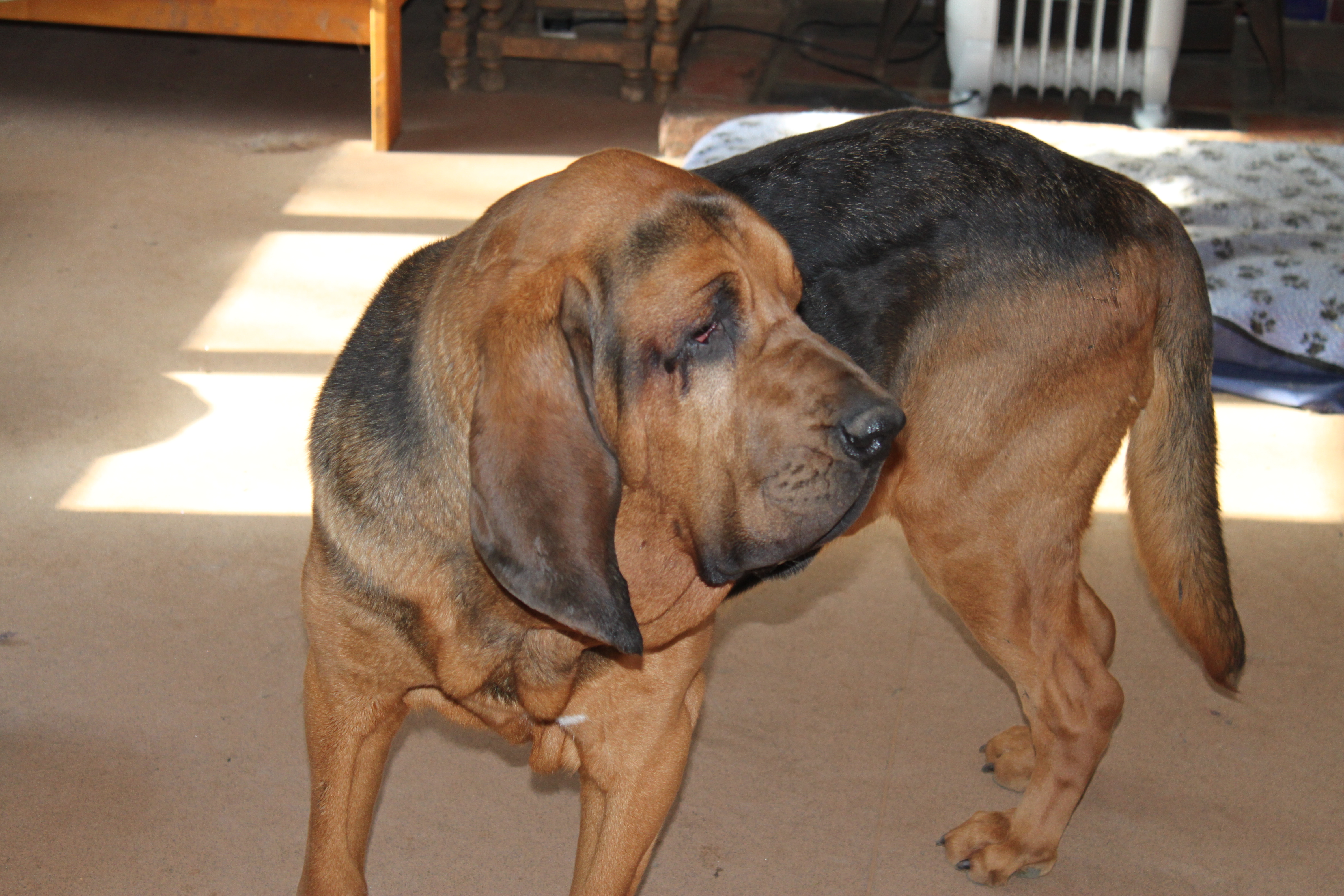 Ollie in dogroom