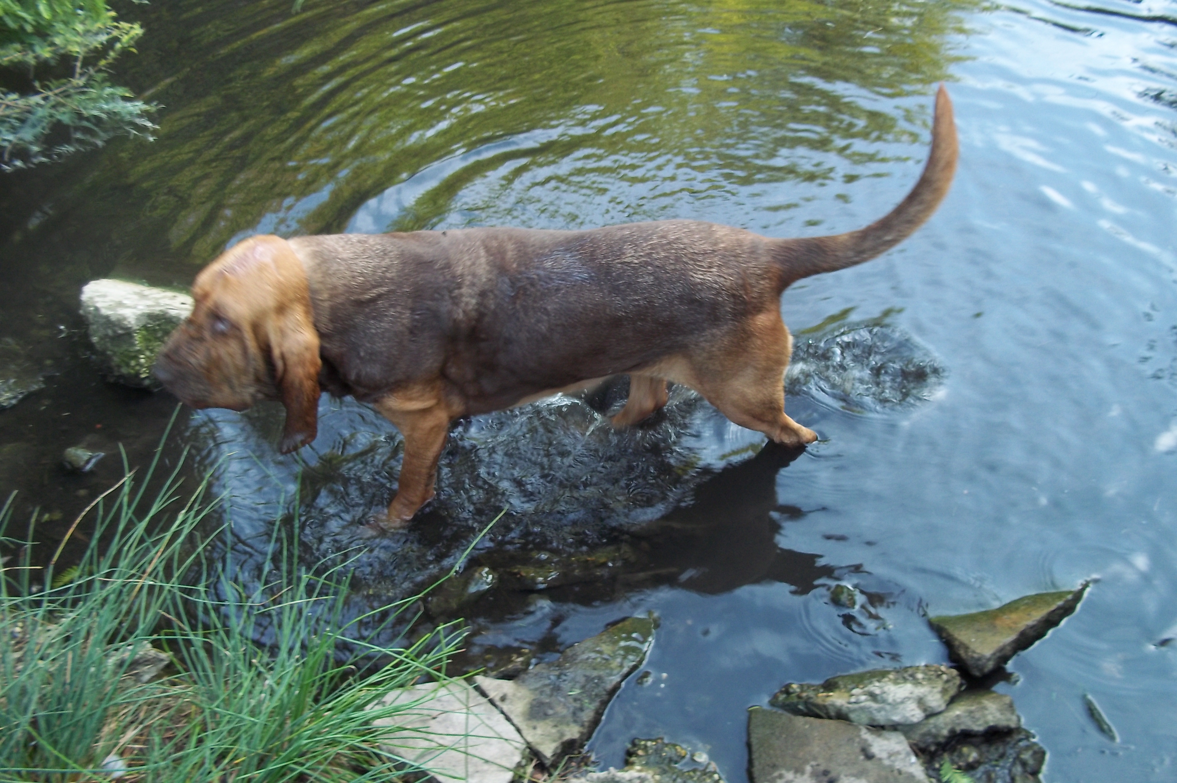 Bertha swimming