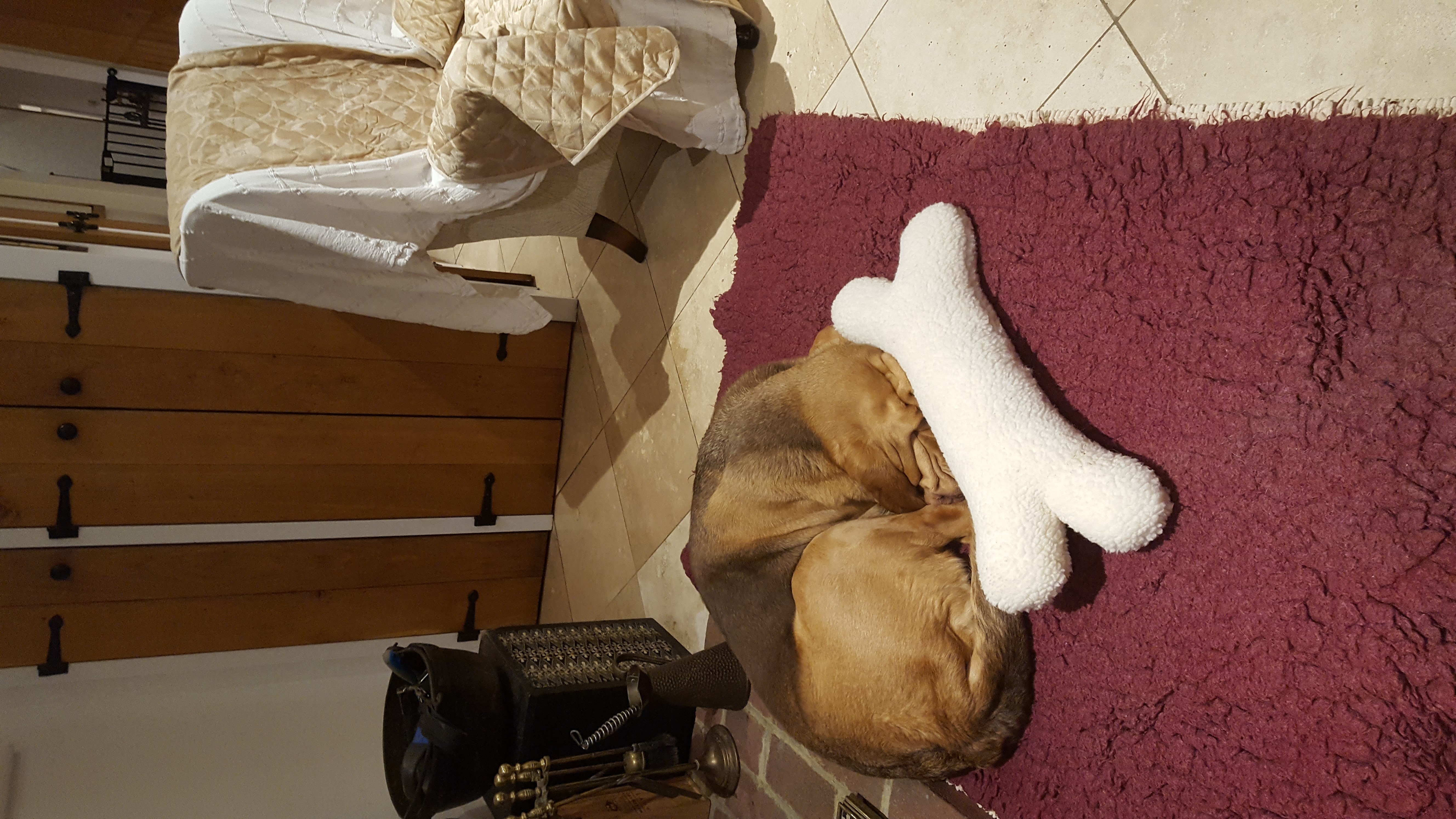 Nellies new toy