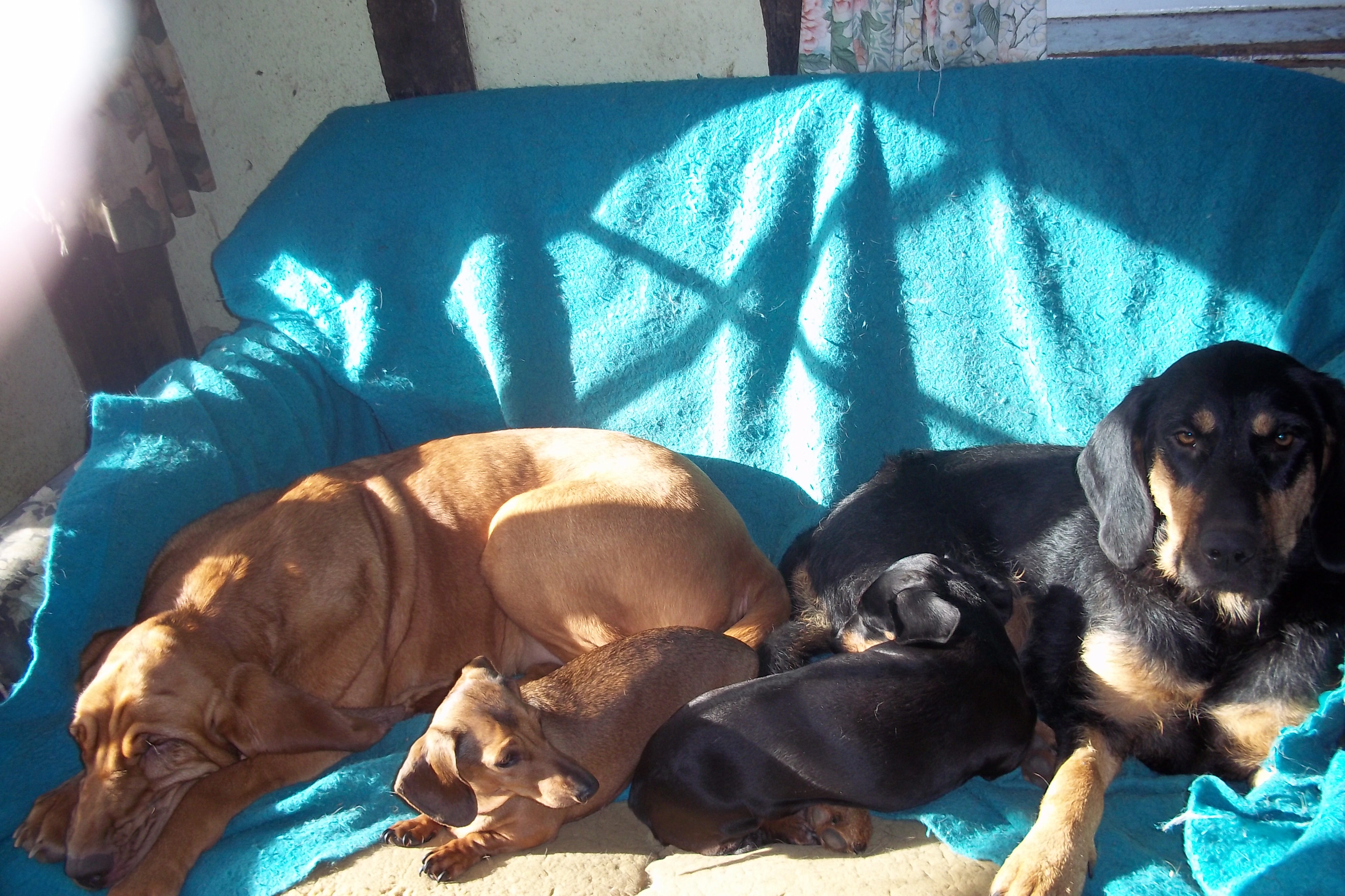 Buttons & dachies