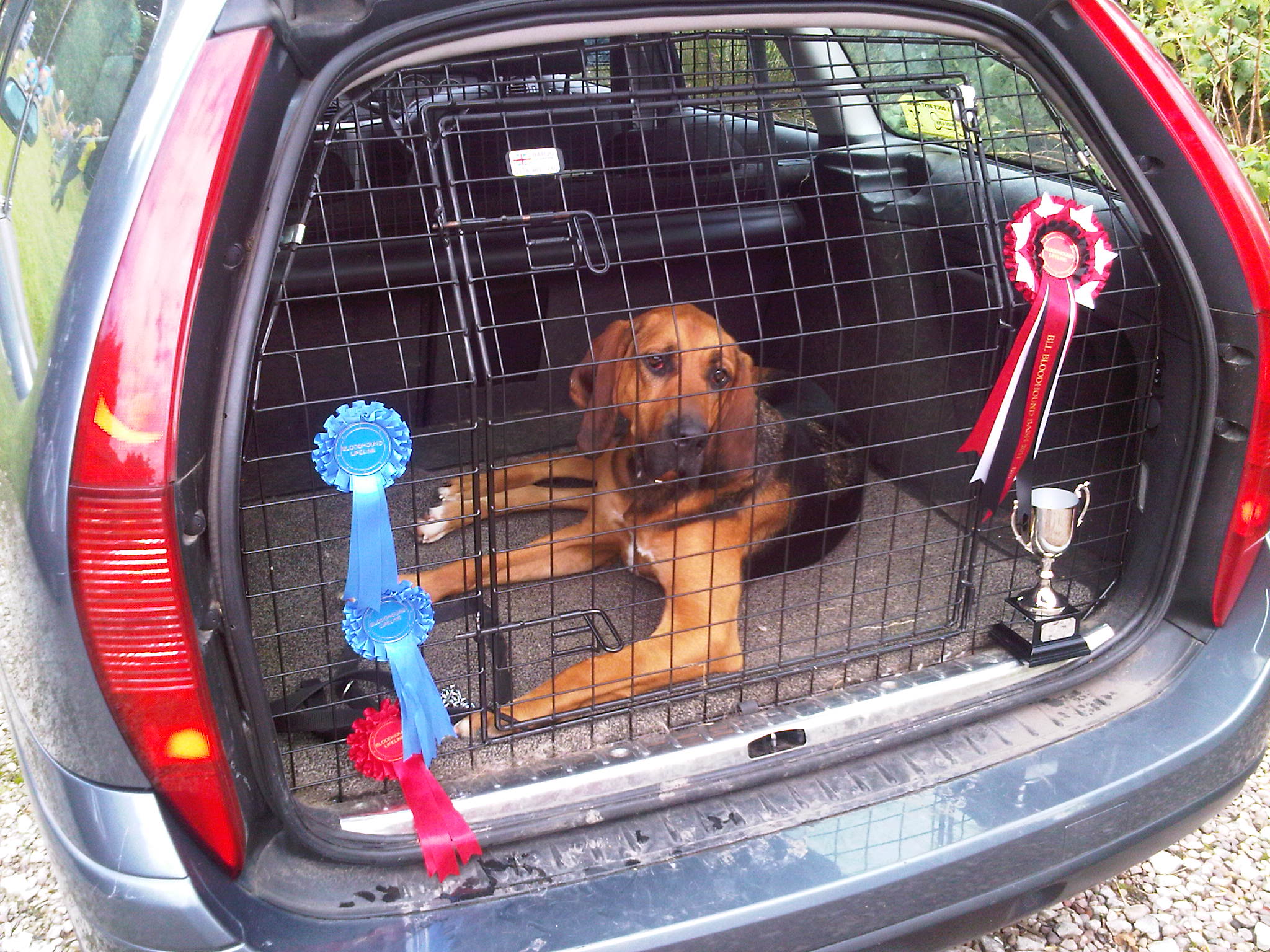 Bruno in car