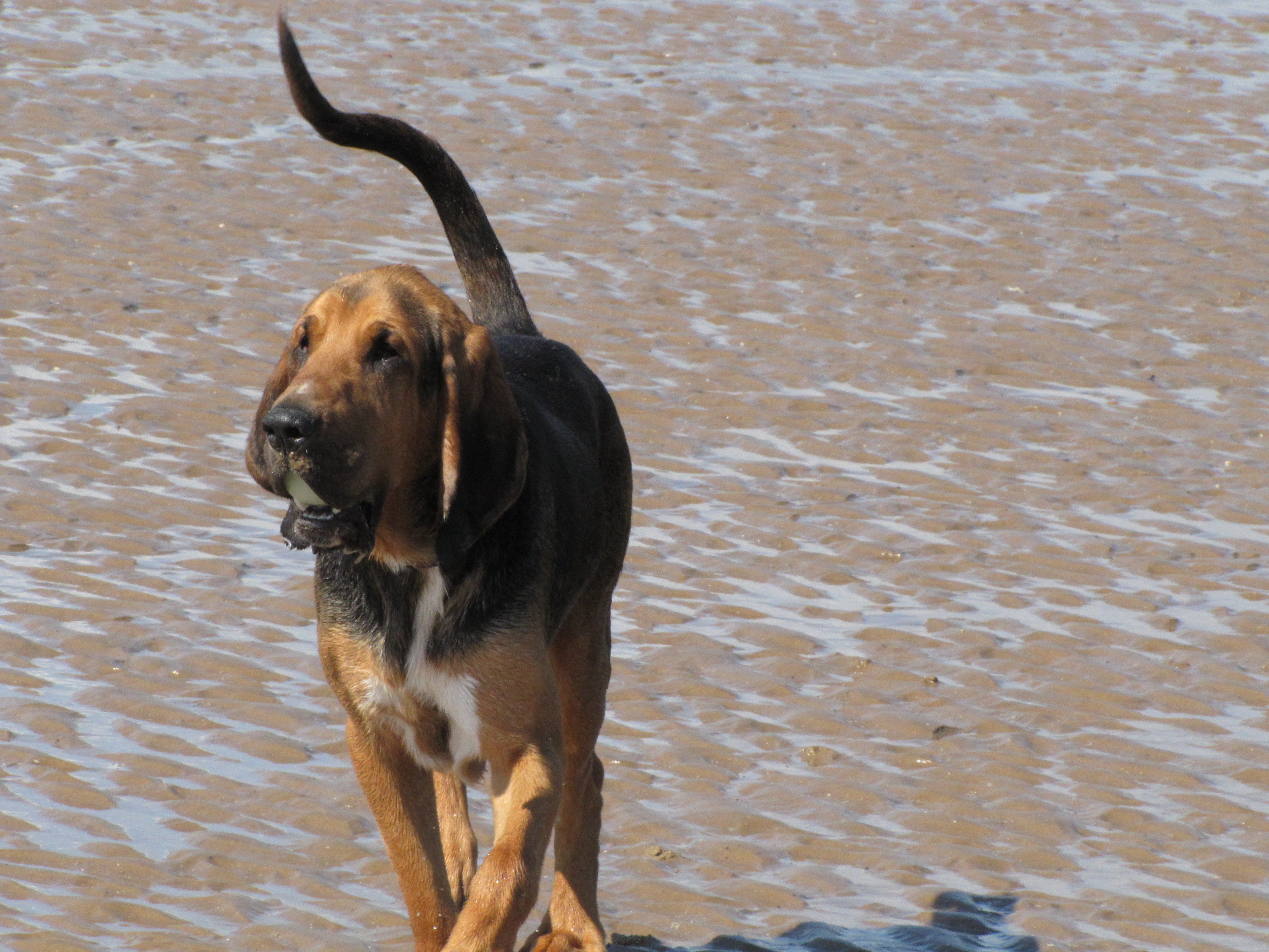 Jonty on beach