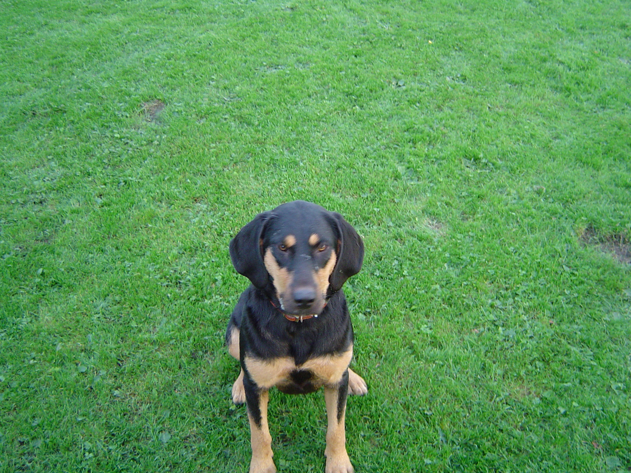 Buttons sat