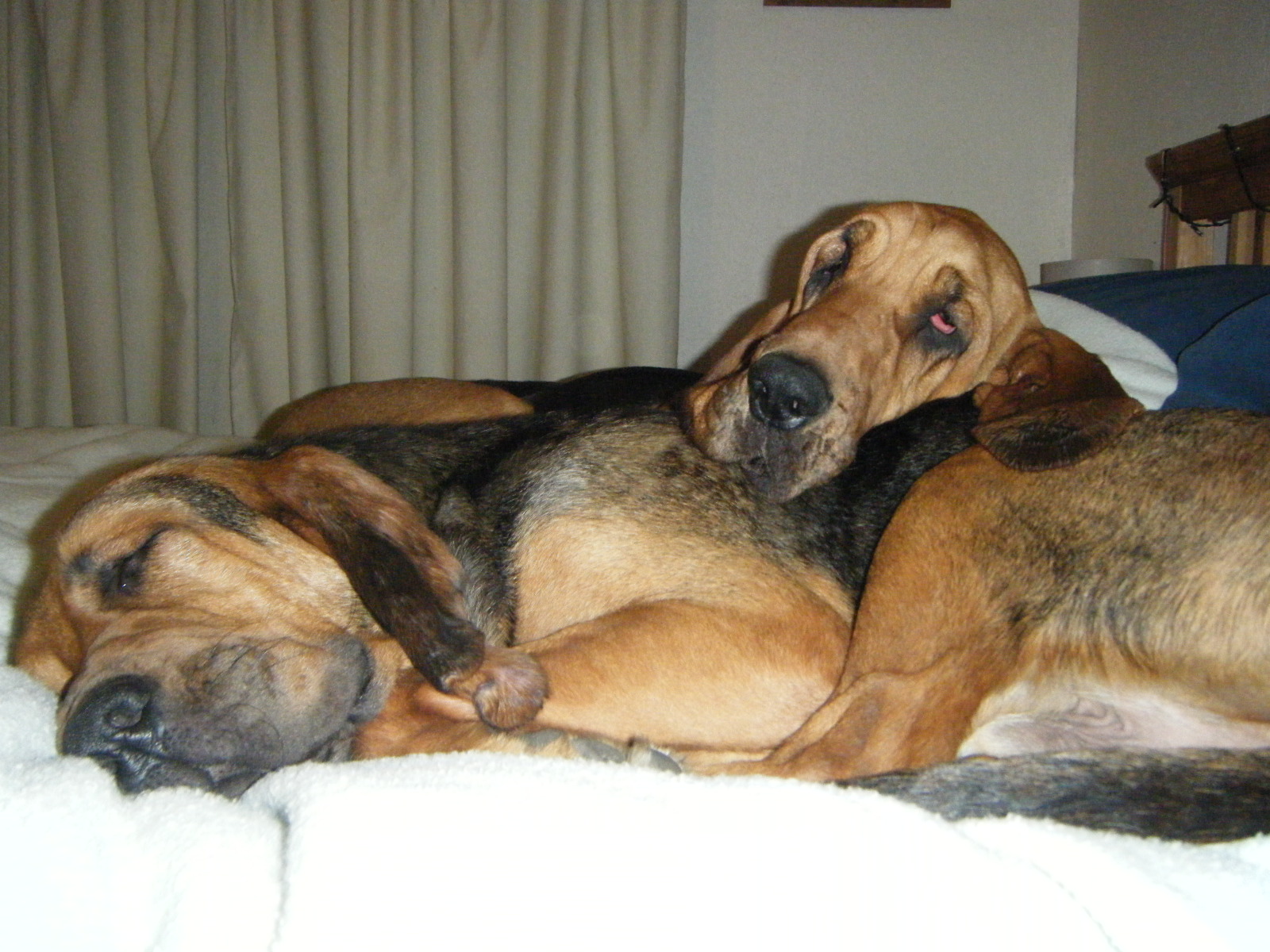 jonty and friends