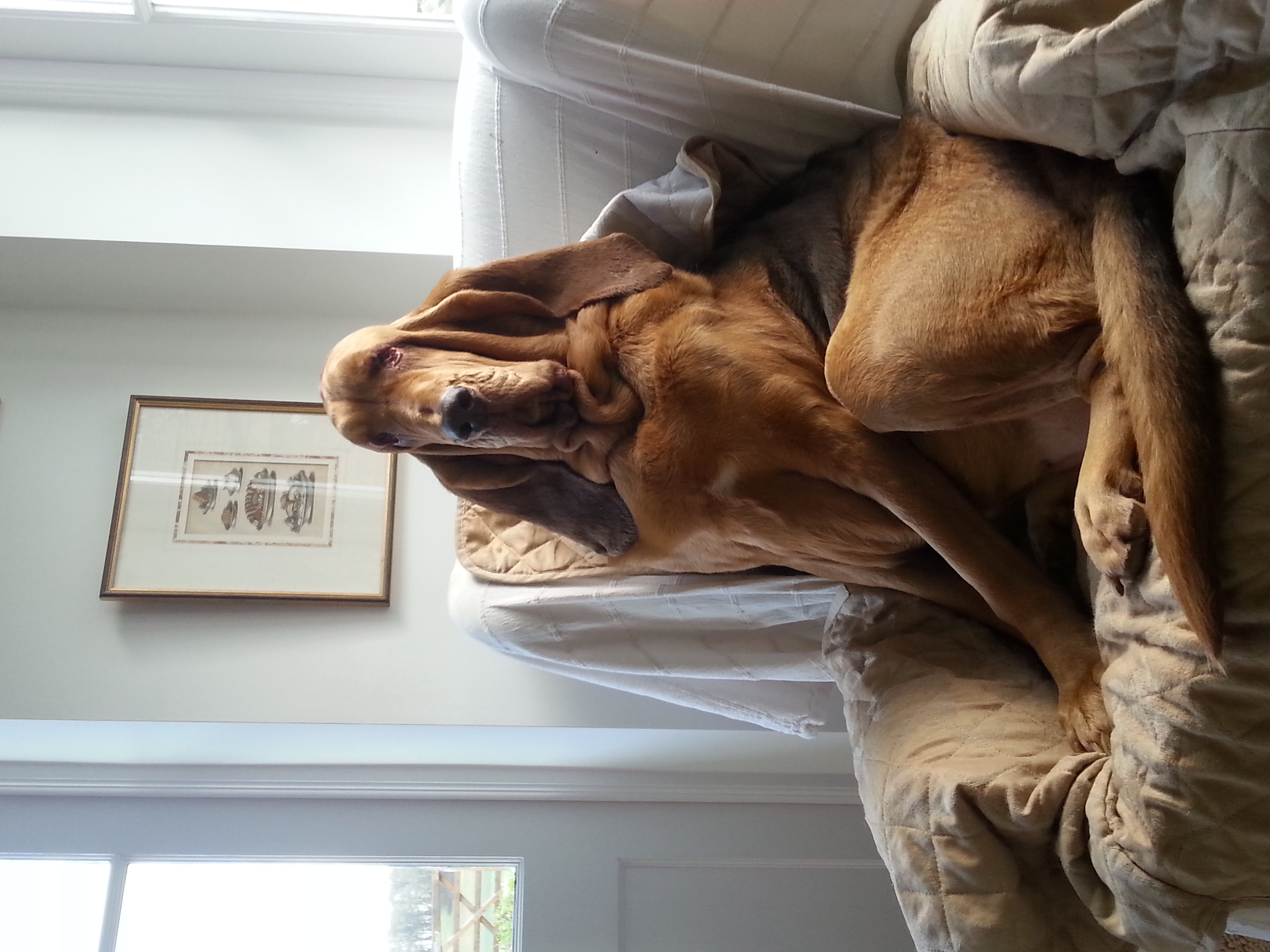 Nellie at home