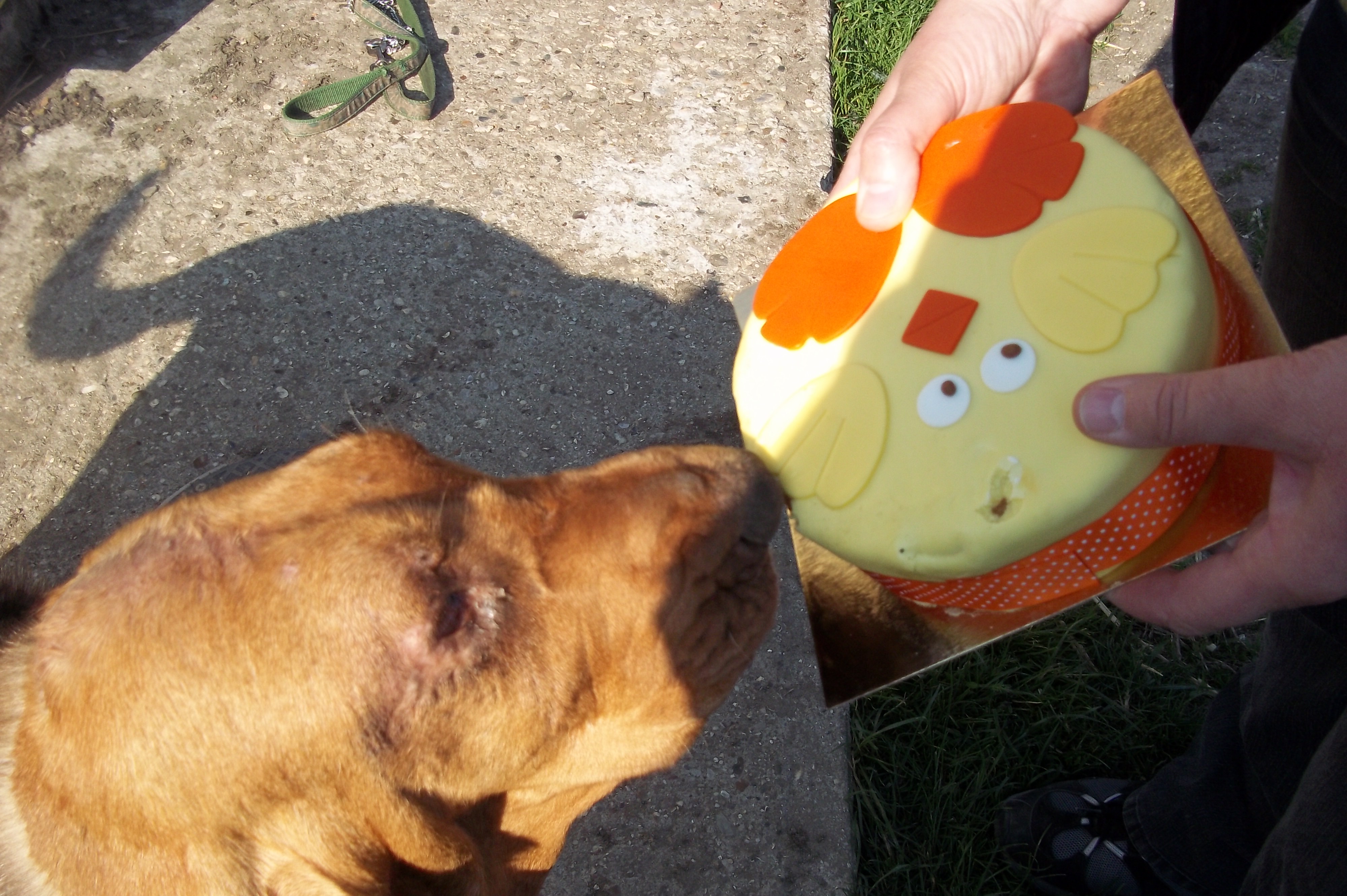 Bertha & cake