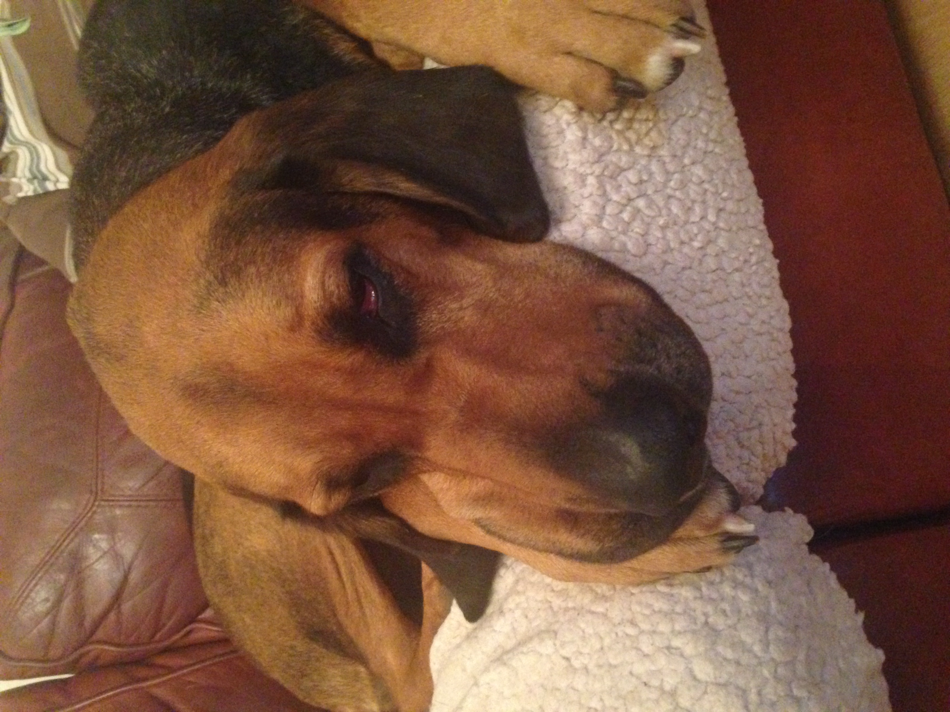 Stanley resting