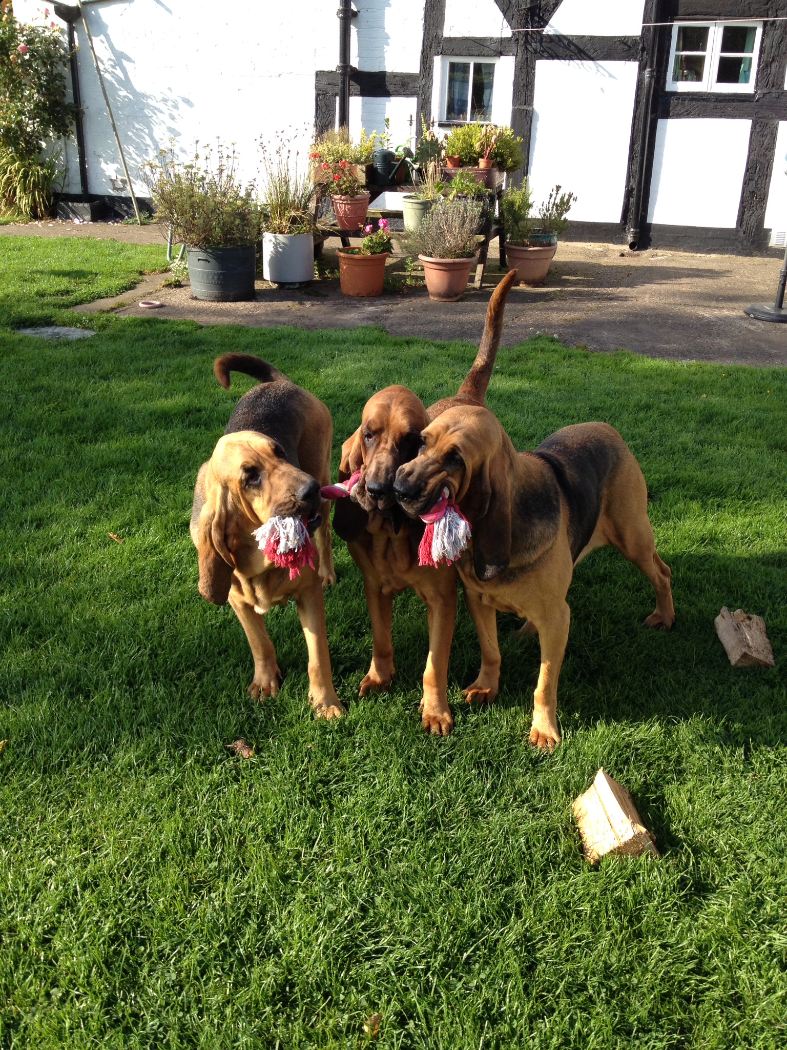 leyna, evie and purdie