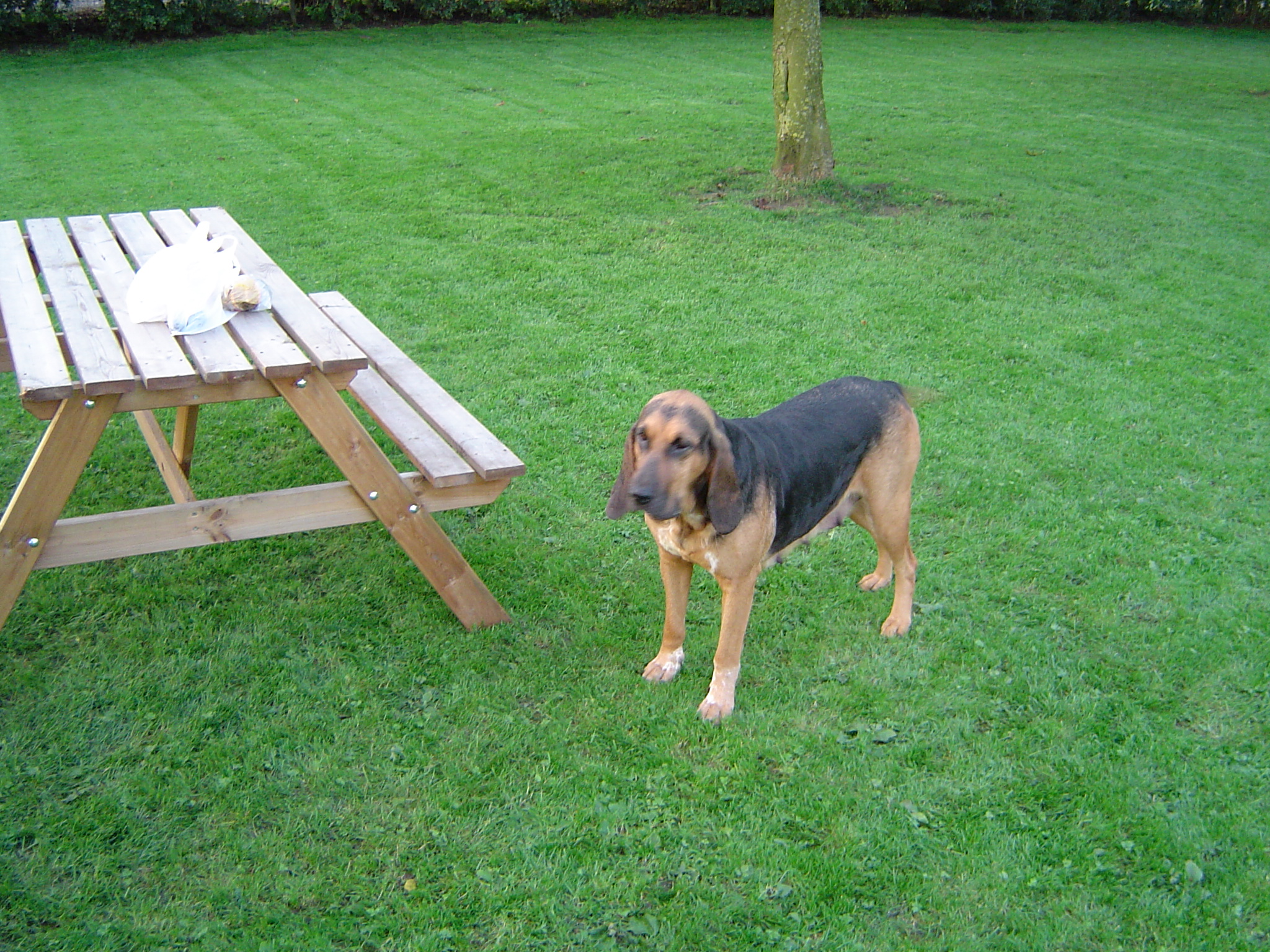 Sybil