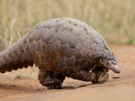 Animals - Wacky, Weird and Wild!