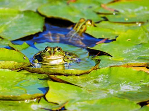 The Voiceless Frog!