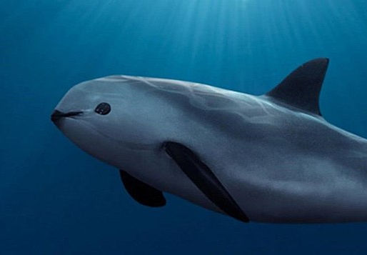 Save the Vaquitas
