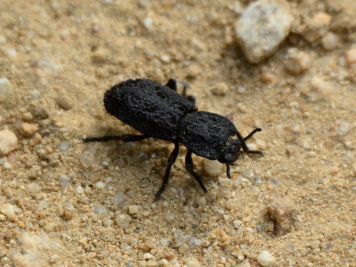 The (Nearly) Indestructible Beetle