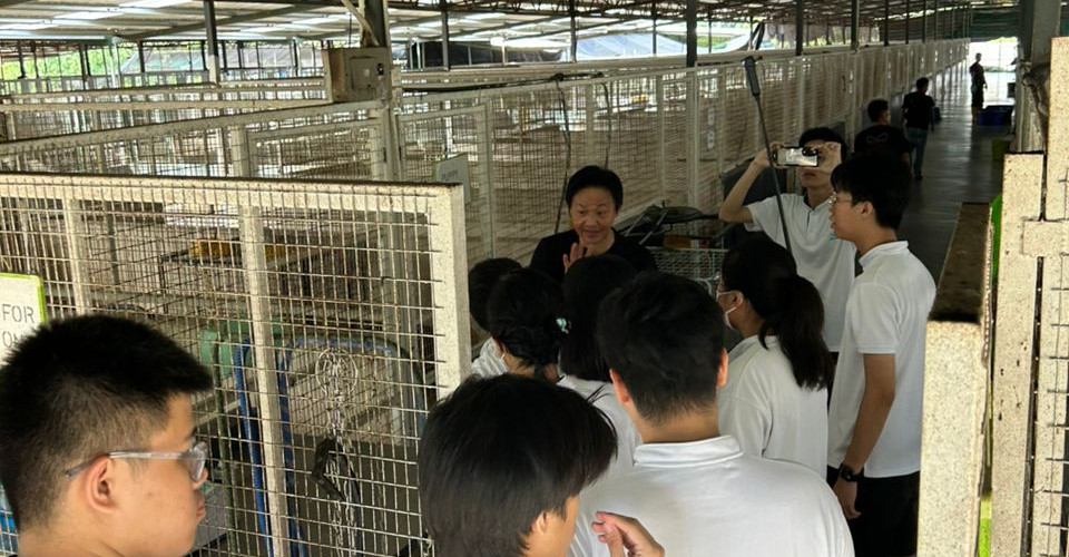 Mr Richard brings the students to visit the shelter of the dogs.