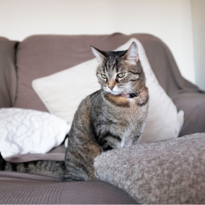 Male & female cats in heat - what you need to know