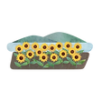 nagisakoen himawari.png
