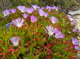 Contract Growing Tasmanian Natives