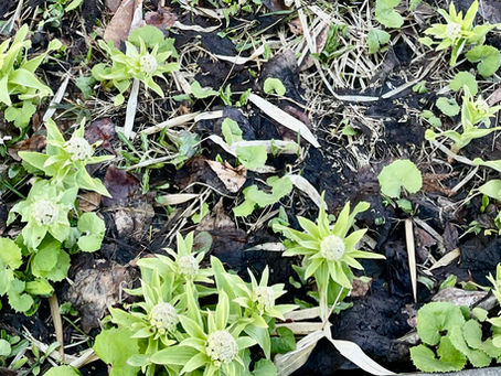 SciBacoニュースレター2026年4月