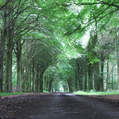 Grovely Woods