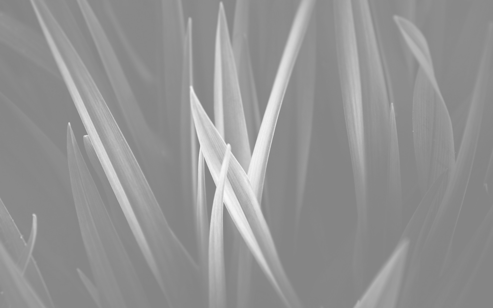 vergrößerte Grass