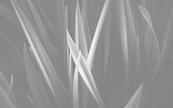 Magnified Grass