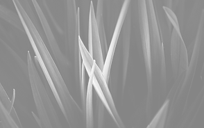 Magnified Grass
