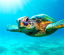 seaturtle