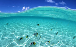 keysfish