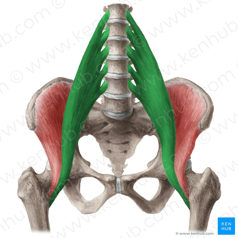 spine, psoas, chronic pain, inflamation