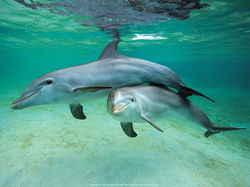 dolphins_3_orig