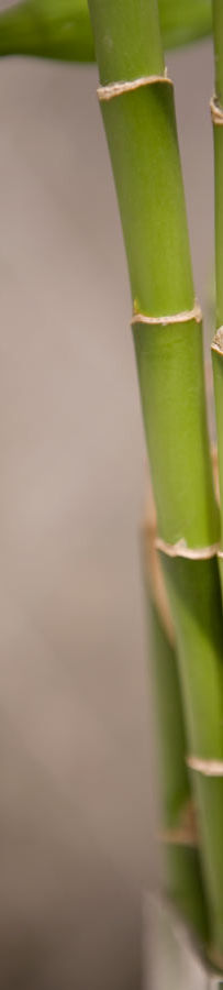 Close-up of a vibrant bamboo stalk, its lush green leaves symbolizing growth and resilience.