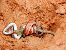 Colombie - Juin 2011