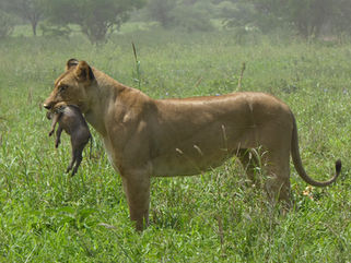Tanzanie - Décembre 2014