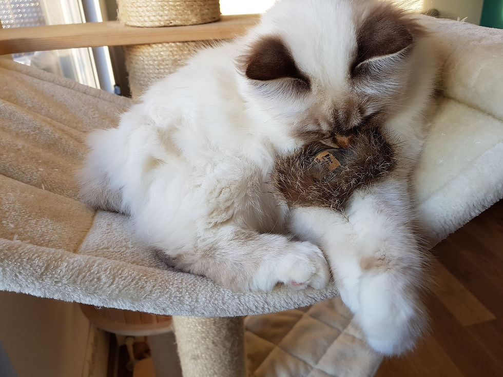 Miniaturbild: LIONSLIKE  Winterkugel