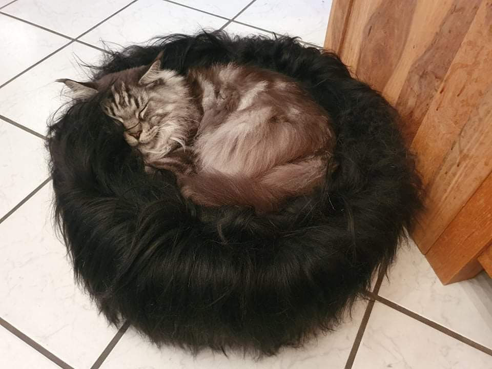 Miniaturbild: LIONSLIKE Mulden Körbchen / Hollow Basket