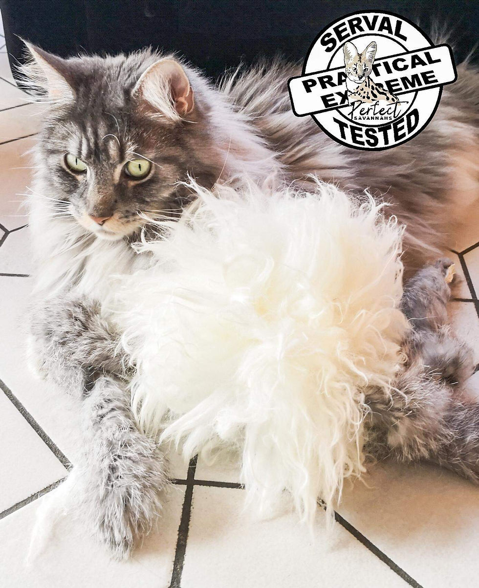 Miniaturbild: LIONSLIKE  Die Liesel