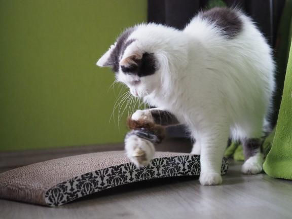 Thumbnail: LIONSLIKE Namens-Raupe 