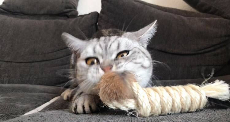 Miniaturbild: LIONSLIKE Knabberstange