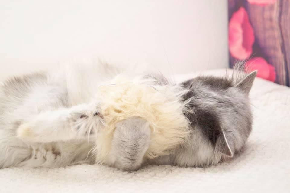 Thumbnail: Katzen-Kissen /Cat Cushion