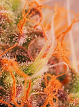 Gelato #33